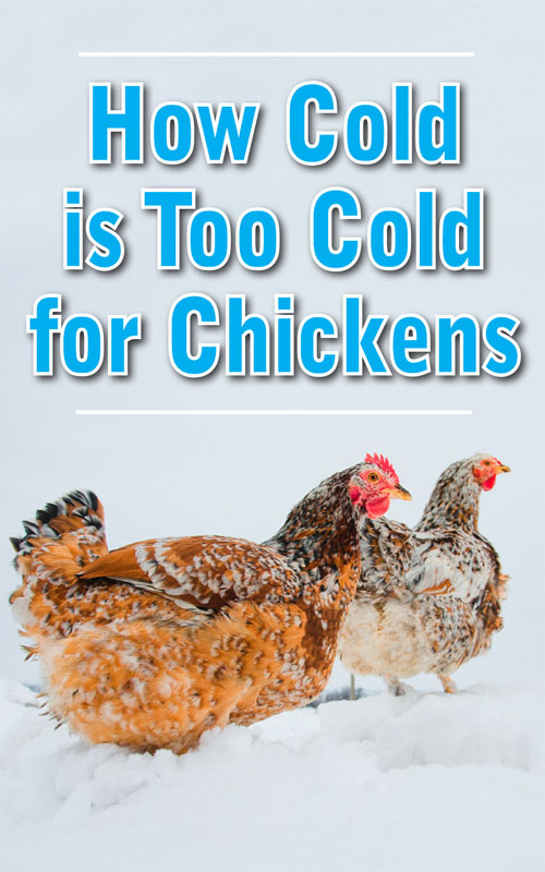 How Cold is Too Cold for Chickens in Winter? — Chickens in a Minute Video Backyard Poultry